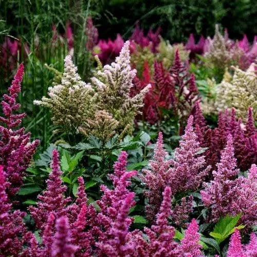 Astilbe Bunter Mix Flower Seeds (Astilbe Arendsii) 50+Seeds - image 2