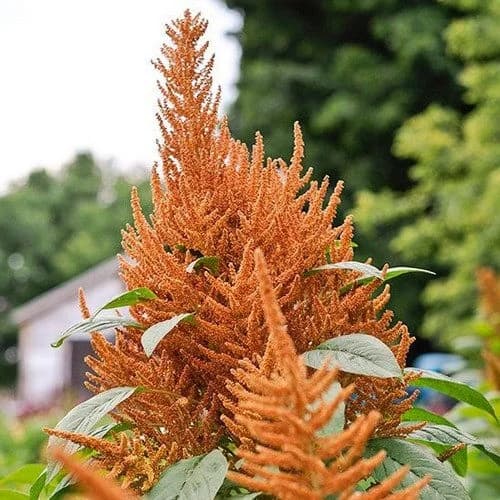 Amaranthus Hot Biscuits Seeds (Amaranthus Cruentus) 50+ Seeds - image 3
