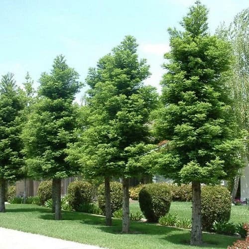 California Redwood Tree Seeds (Sequoia sempervirens) 5+Seeds - image 4