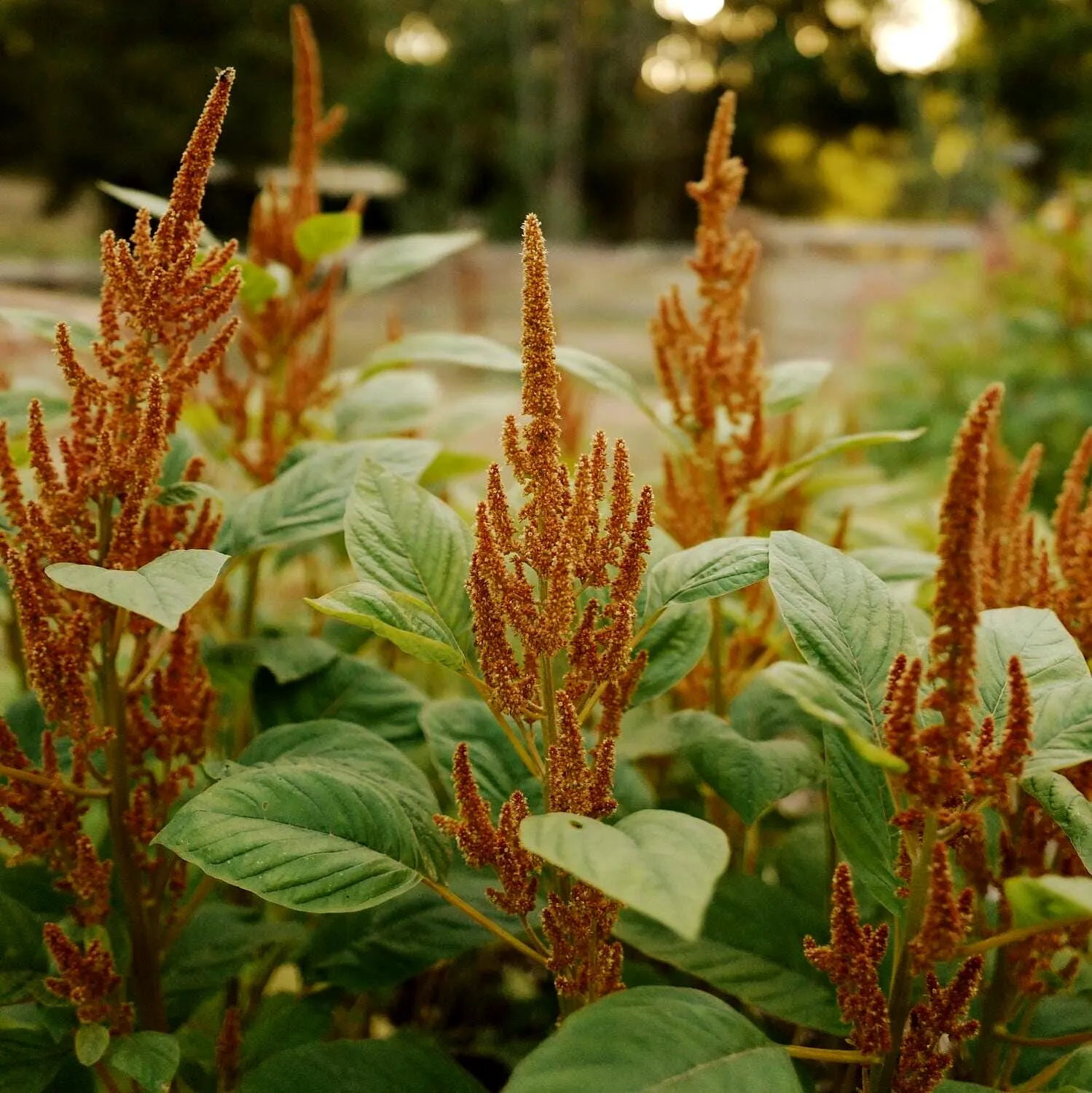 Amaranthus Hot Biscuits Seeds (Amaranthus Cruentus) 50+ Seeds