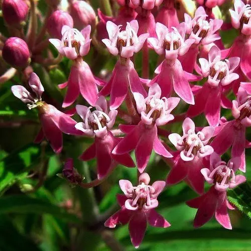 Swamp Milkweed Rose Flower Seeds (Asclepias Incarnata) 25+Seeds - image 3