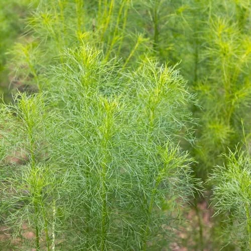 Cumin Herb Seeds (Cuminum Cyminum) 50+Seeds - image 3