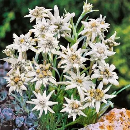 Edelweiss Flower Seeds (Leontopodium Alpinum) 100+Seeds