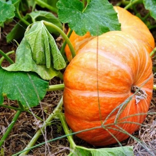 Cinderella Pumpkin Vine Seeds (ROUGE VIF D'ETAMPES) 10+Seeds - image 4