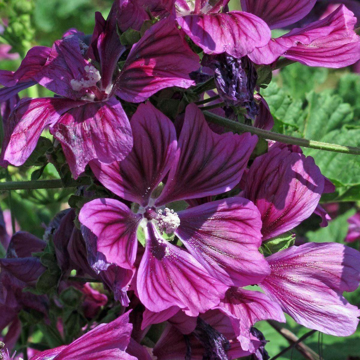 Hollyhock Mauritiana Flower Seeds (Malva Sylvestris) 30+Seeds