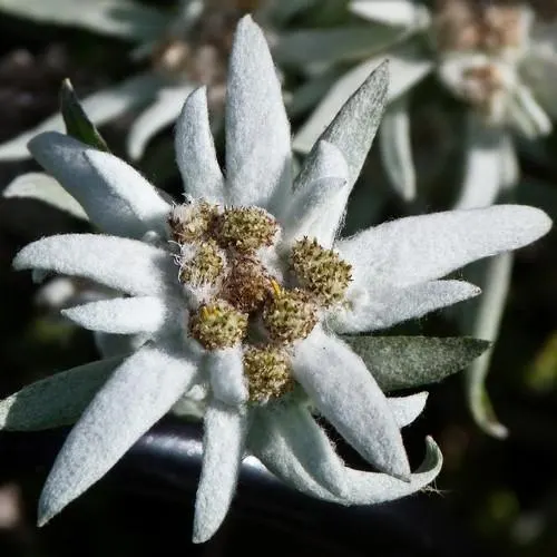 Edelweiss Flower Seeds (Leontopodium Alpinum) 100+Seeds - image 4