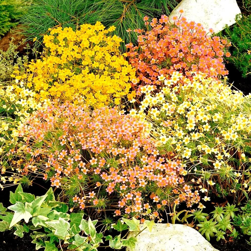 False Baby Stars Mix Flower Seeds (Leptosiphon Hybrida) 200+ Seeds - image 2