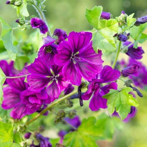 Hollyhock Mauritiana Flower Seeds (Malva Sylvestris) 30+Seeds - image 2