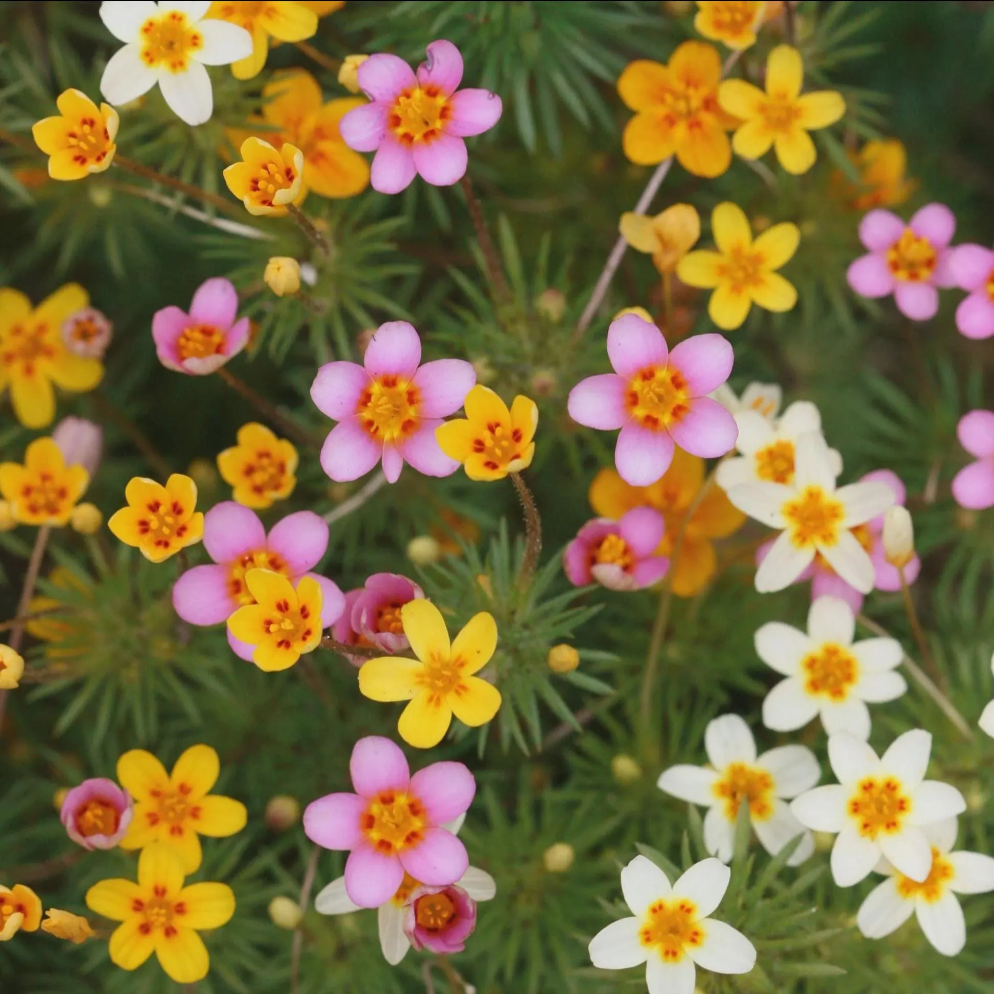 False Baby Stars Mix Flower Seeds (Leptosiphon Hybrida) 200+ Seeds