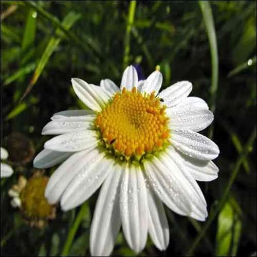 Shasta Daisy Flower Seeds (Chrysanthemum Maximum) 200+Seeds - image 3