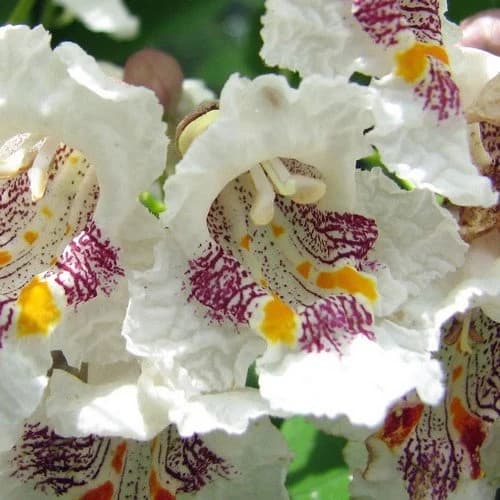 Northern Cigar Tree Seeds (Catalpa speciosa) 15+Seeds - image 4