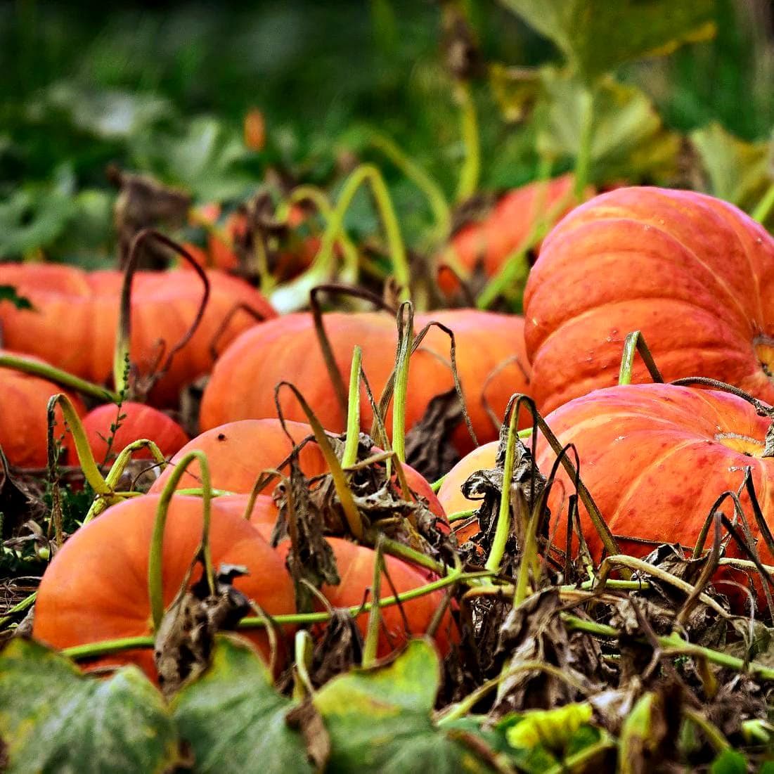 Cinderella Pumpkin Vine Seeds (ROUGE VIF D'ETAMPES) 10+Seeds