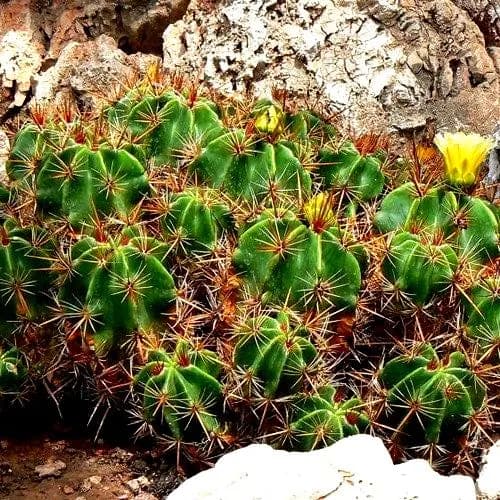 Clustering Barrel Cactus Seeds (Ferocactus robustus) 20+Seeds - image 2