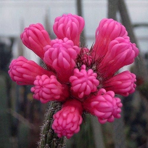 Neon Broom Cactus Seeds (Arrojadoa penicillata) 20+Seeds - image 4