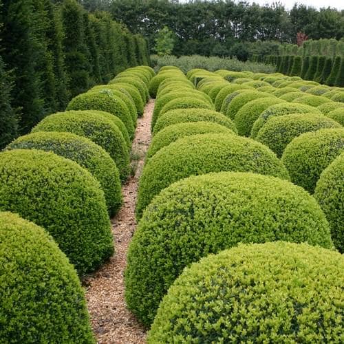 European Boxwood Hedge Seeds (Buxus sempervirens) 20+Seeds