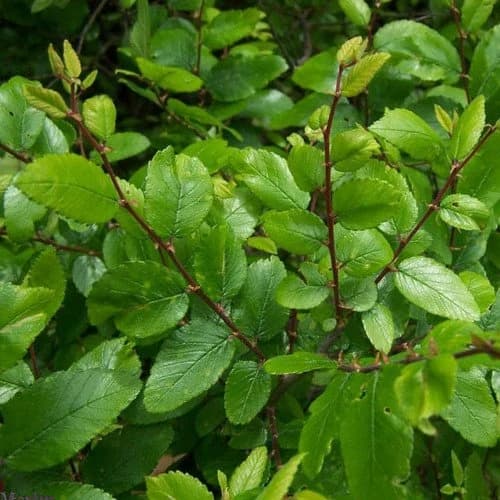 Cedar Elm Tree Seeds (Ulmus crassifolia) 25+Seeds - image 3