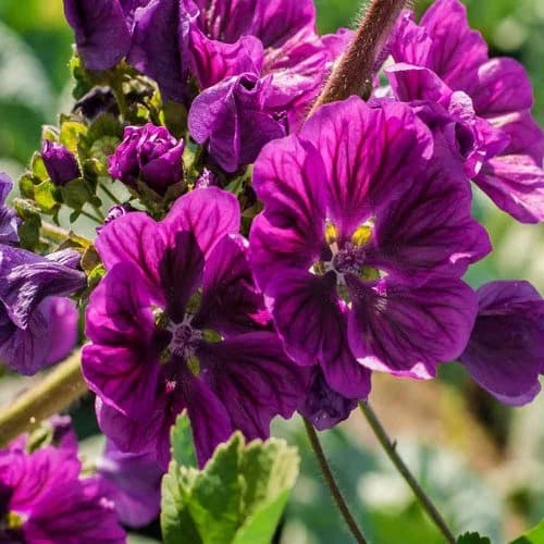 Hollyhock Mauritiana Flower Seeds (Malva Sylvestris) 30+Seeds - image 4