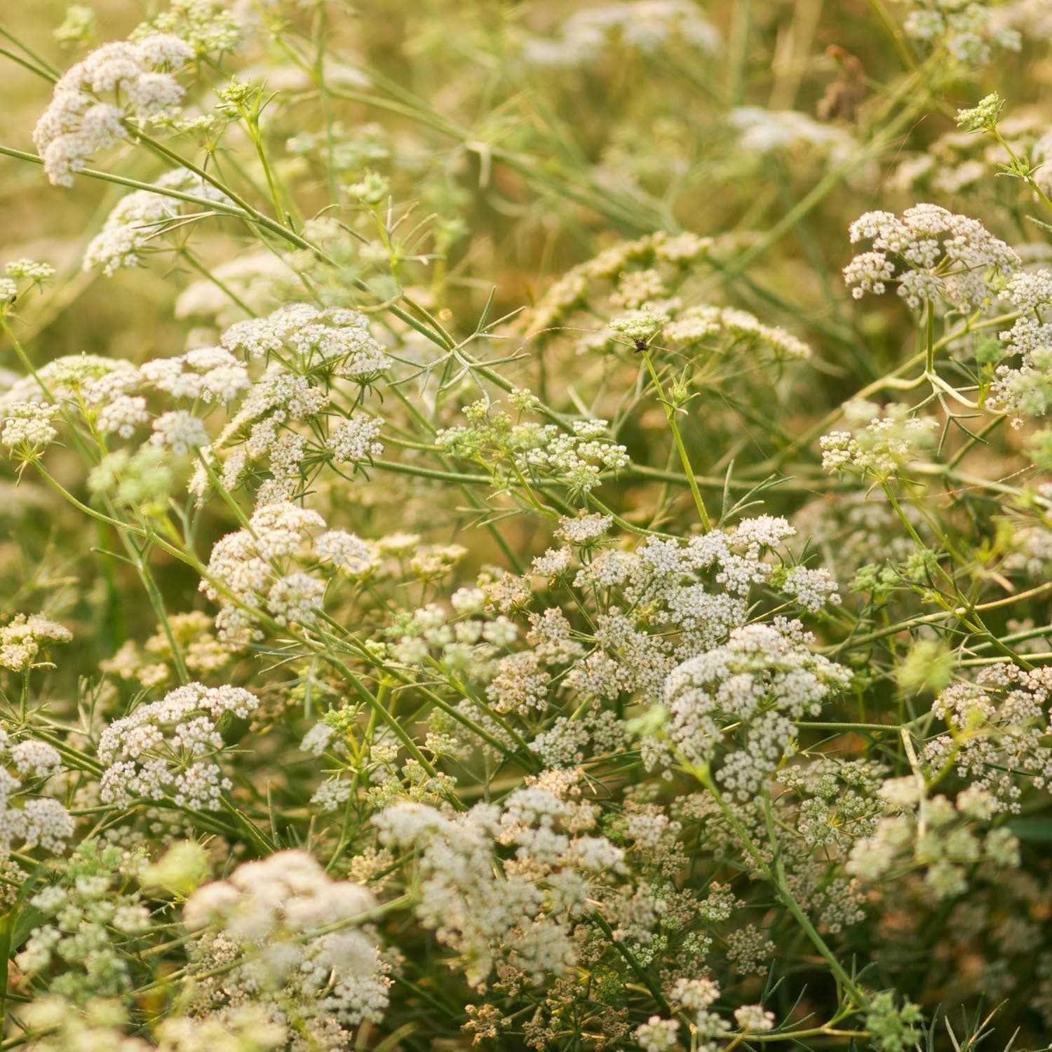 Cumin Herb Seeds (Cuminum Cyminum) 50+Seeds