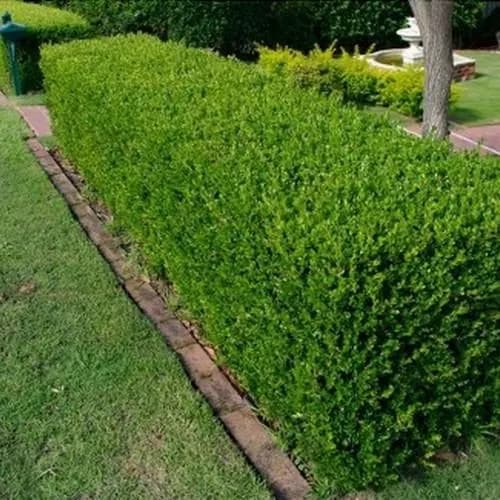 European Boxwood Hedge Seeds (Buxus sempervirens) 20+Seeds - image 2