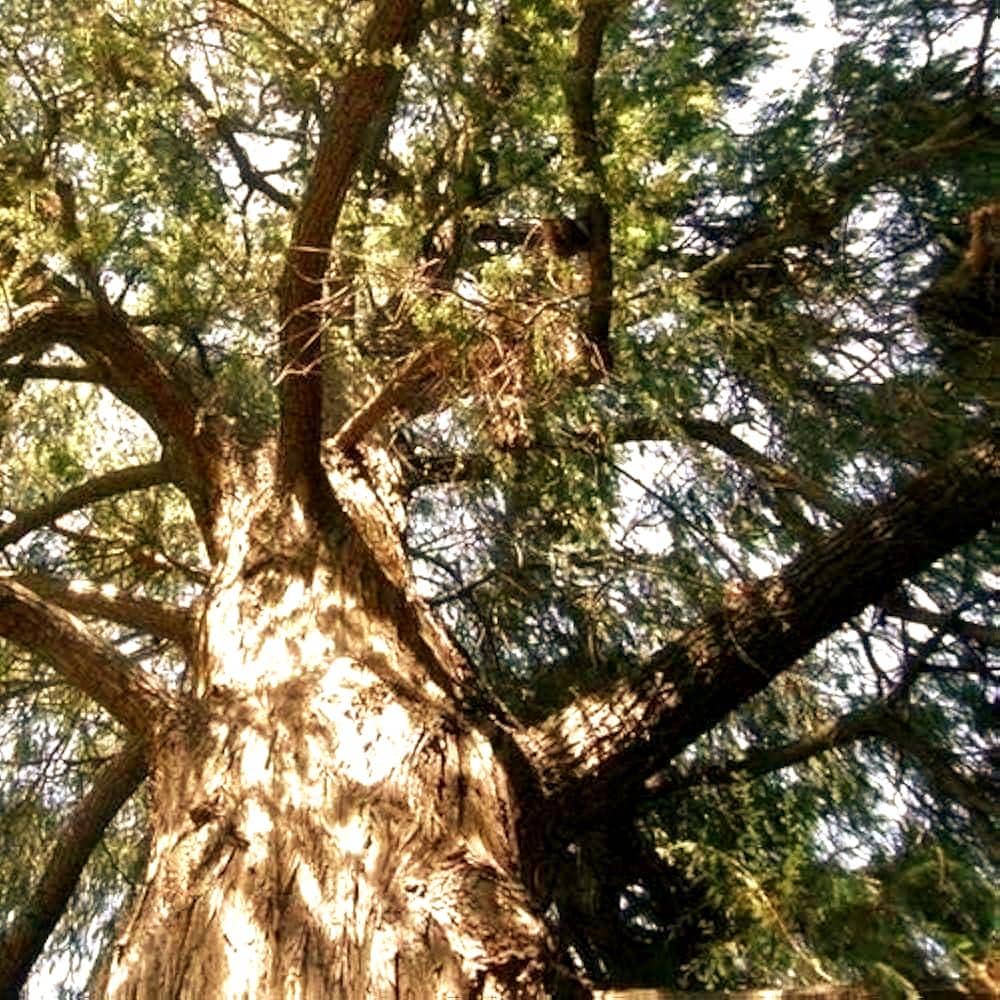Montezuma Bald Cypress Tree Seeds (Taxodium huegelii) 20+Seeds