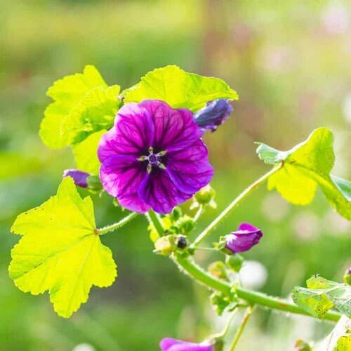 Hollyhock Mauritiana Flower Seeds (Malva Sylvestris) 30+Seeds - image 3