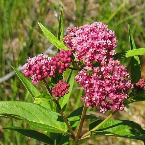 Swamp Milkweed Rose Flower Seeds (Asclepias Incarnata) 25+Seeds - image 4