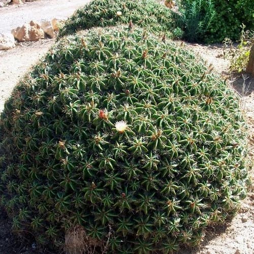 Clustering Barrel Cactus Seeds (Ferocactus robustus) 20+Seeds - image 4