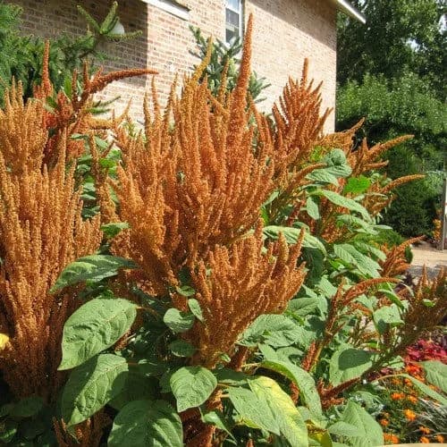 Amaranthus Hot Biscuits Seeds (Amaranthus Cruentus) 50+ Seeds - image 4