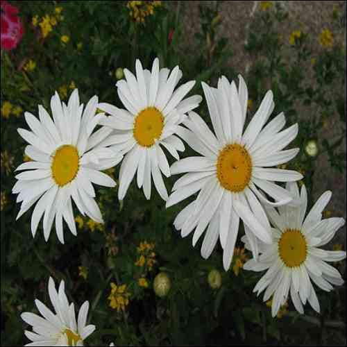 Shasta Daisy Flower Seeds (Chrysanthemum Maximum) 200+Seeds - image 4