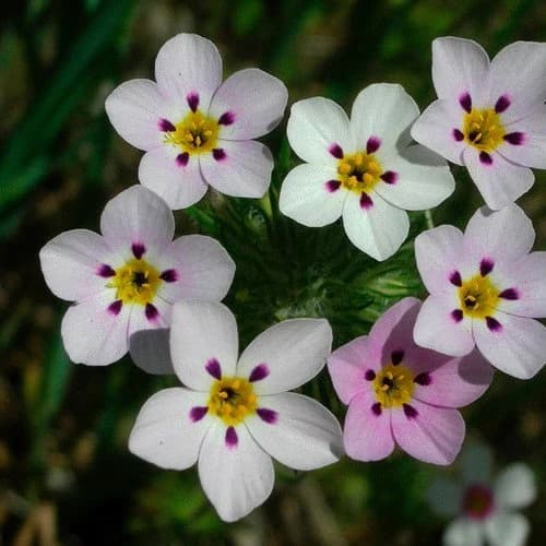 False Baby Stars Mix Flower Seeds (Leptosiphon Hybrida) 200+ Seeds - image 4