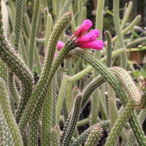 Neon Broom Cactus Seeds (Arrojadoa penicillata) 20+Seeds - image 3