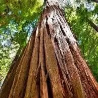 California Redwood Tree Seeds (Sequoia sempervirens) 5+Seeds - image 2