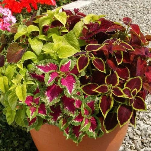 Coleus Wizard Mix Flower Seeds (Solenostemon scutellarioides) 15+Seeds - image 3