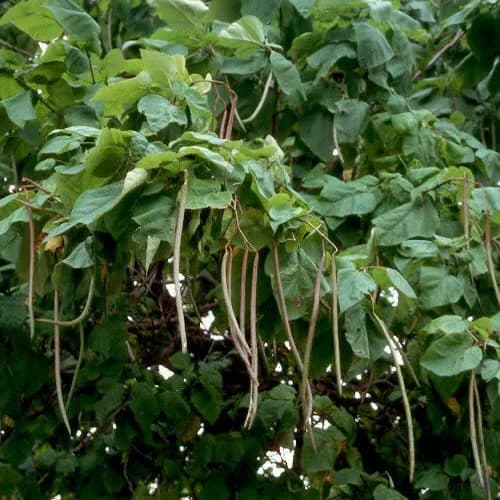 Northern Cigar Tree Seeds (Catalpa speciosa) 15+Seeds - image 3