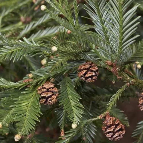 California Redwood Tree Seeds (Sequoia sempervirens) 5+Seeds - image 3