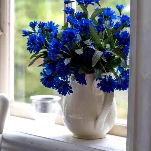 Cornflower Blue Bachelors Button Flower Seeds (Centaurea Cyanus Dwarf) 50+Seeds - image 2