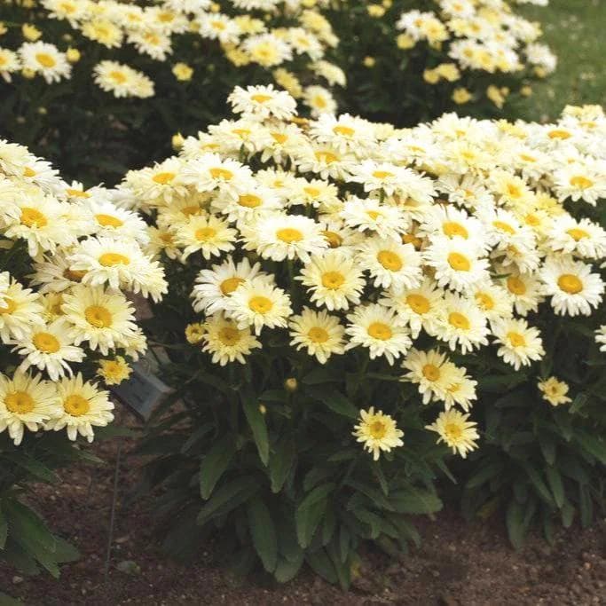 Shasta Daisy Flower Seeds (Chrysanthemum Maximum) 200+Seeds