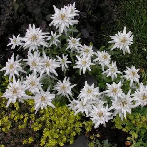 Edelweiss Flower Seeds (Leontopodium Alpinum) 100+Seeds - image 3