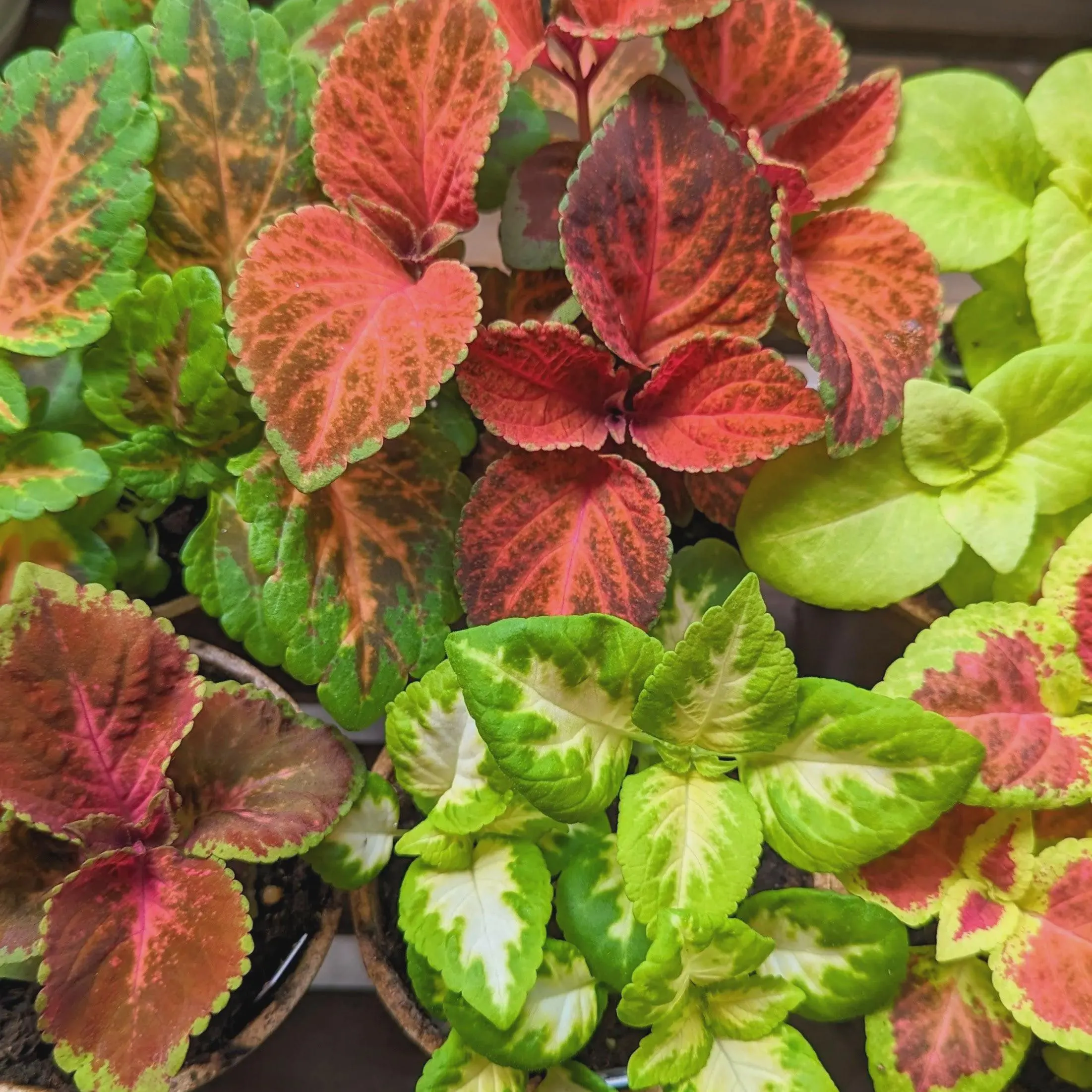 Coleus Wizard Mix Flower Seeds (Solenostemon scutellarioides) 15+Seeds