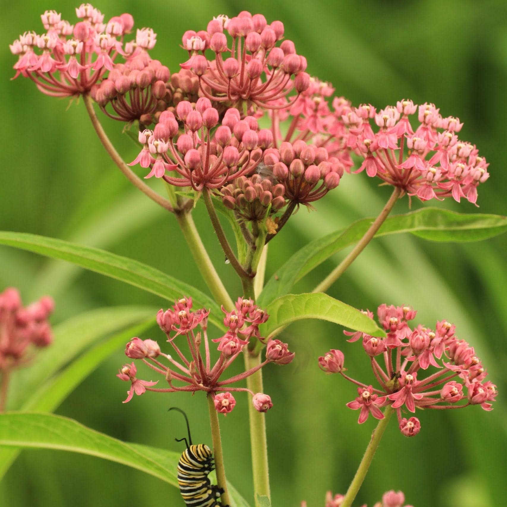 Swamp Milkweed Rose Flower Seeds (Asclepias Incarnata) 25+Seeds