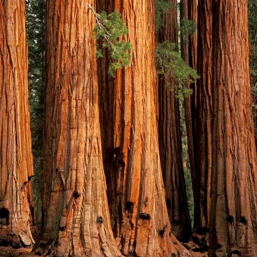 California Redwood Tree Seeds (Sequoia sempervirens) 5+Seeds