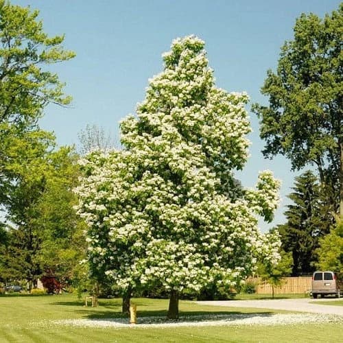 Northern Cigar Tree Seeds (Catalpa speciosa) 15+Seeds - image 2