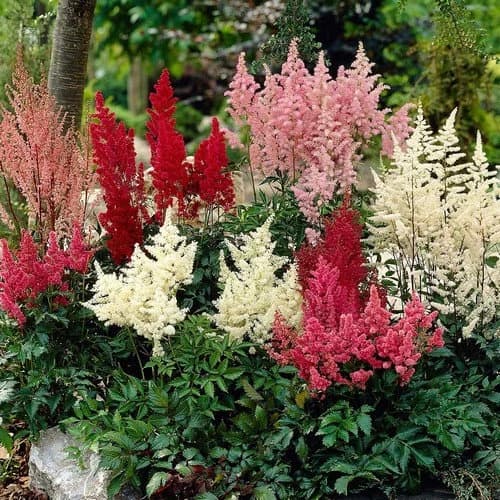 Astilbe Bunter Mix Flower Seeds (Astilbe Arendsii) 50+Seeds - image 3