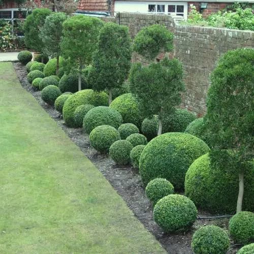 European Boxwood Hedge Seeds (Buxus sempervirens) 20+Seeds - image 3