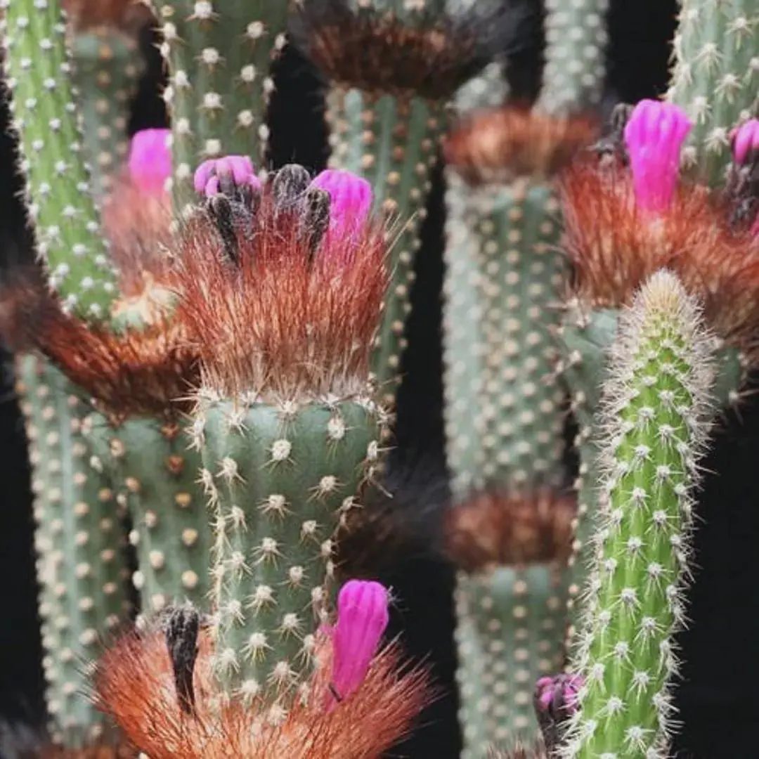 Neon Broom Cactus Seeds (Arrojadoa penicillata) 20+Seeds