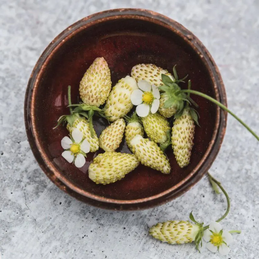 Wild Strawberry White Soul Seeds (Fragaria Vesca) 100+Seeds