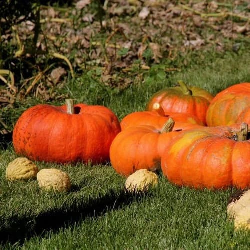 Cinderella Pumpkin Vine Seeds (ROUGE VIF D'ETAMPES) 10+Seeds - image 5