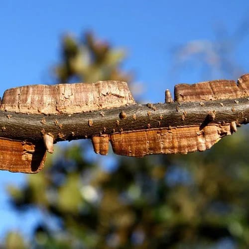 Cedar Elm Tree Seeds (Ulmus crassifolia) 25+Seeds - image 2