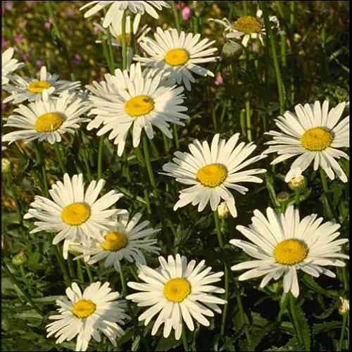 Shasta Daisy Flower Seeds (Chrysanthemum Maximum) 200+Seeds - image 2