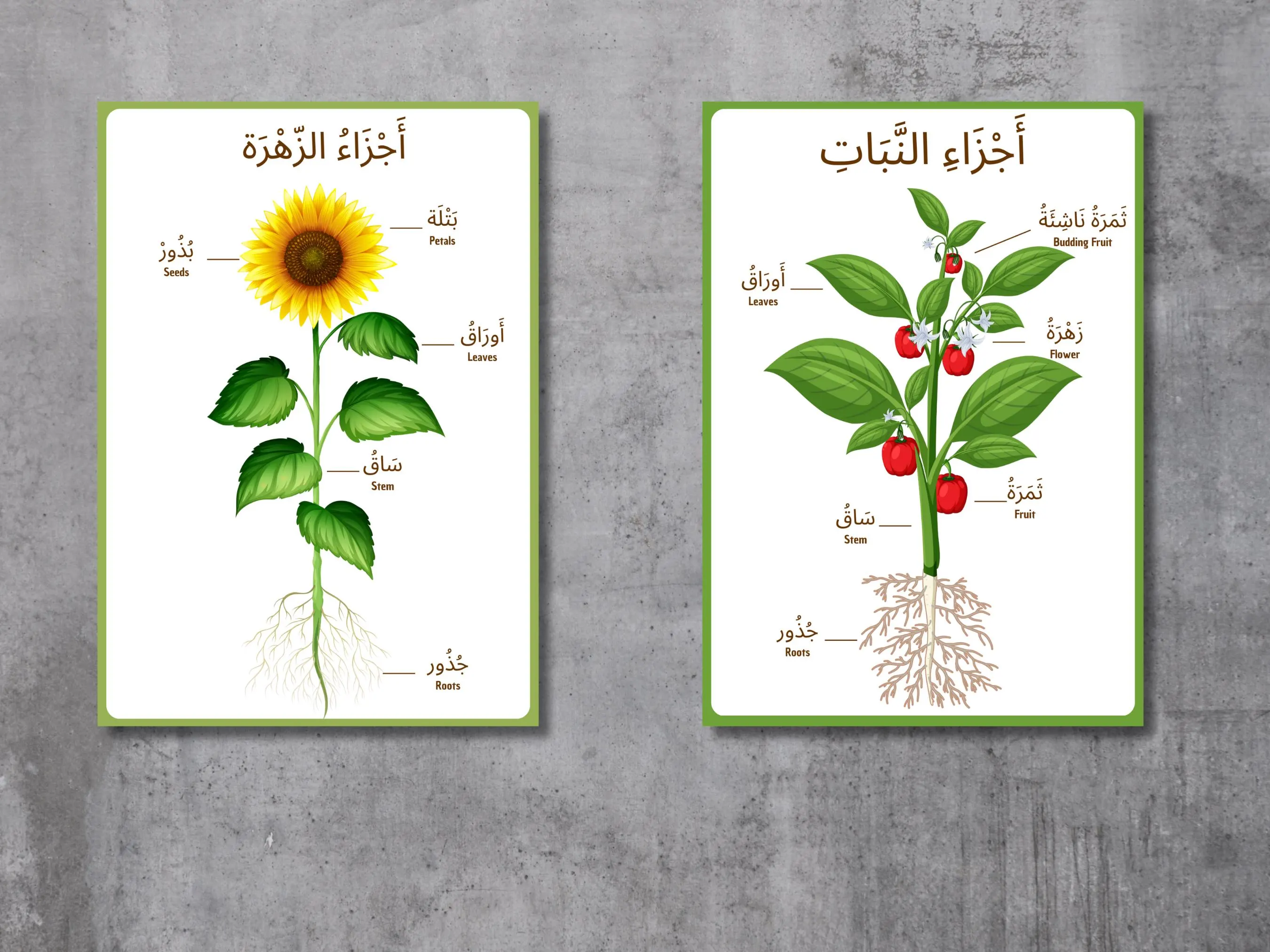 Arabic Educational Poster - Parts of a Flower & Plant | Digital Download - image 3